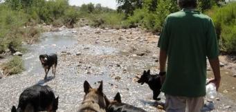 Arnold Snyder con i suoi cani